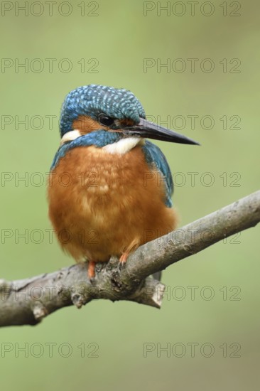 Kingfisher (Alcedo atthis), sitting on a branch in front of a dissolved green background, looking to the side, fronatel view, very detailed close-up, wildlife, Europe, North Rhine-Westphalia, Germany, Western Europe