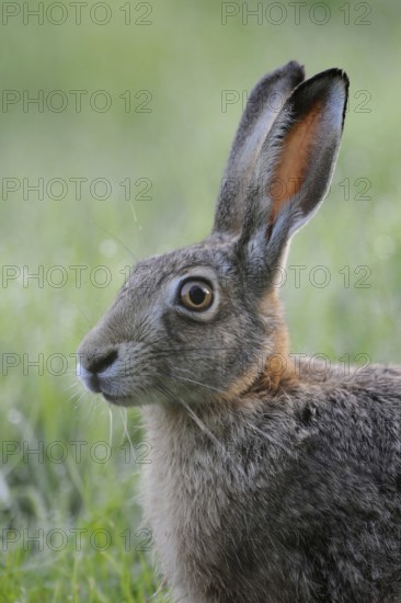 Field hare portrait... European hare (Lepus europaeus), endangered species, endangered by intensive agriculture, small game, detailed close-up, soft light, native nature, Lower Rhine, Rhineland, Meerbusch, North Rhine-Westphalia, Germany, Western Europe