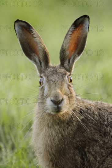 Portrait... European hare (Lepus europaeus) looks surprised, detailed close-up, the light shines through his ears, through the long spoons, whiskers stand out far, very detailed shot in the most beautiful light, series funny animal pictures, native nature, Lower Rhine, Rhineland, Meerbusch, North Rhine-Westphalia, Germany, Western Europe