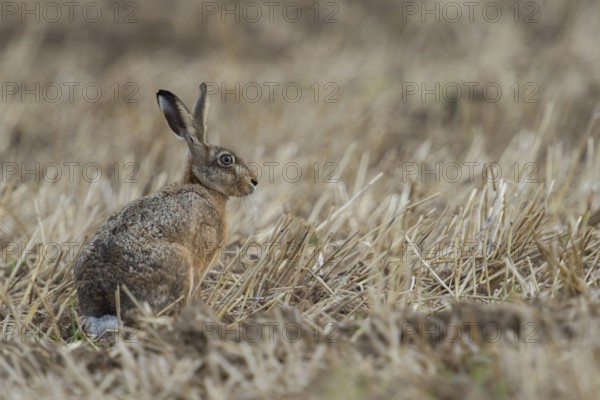 Between crop stubble... European hare (Lepus europaeus), hare sitting on a harvested field, native nature, small game, threatened by hare plague, Lower Rhine, Rhineland, North Rhine-Westphalia, Germany, Western Europe