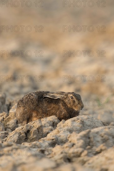European hare (Lepus europaeus) resting with ears laid back on a freshly ploughed field, hiding in its sow, early morning light, threatened by hare plague, native nature, Lower Rhine, Rhineland, North Rhine-Westphalia, Germany, Western Europe