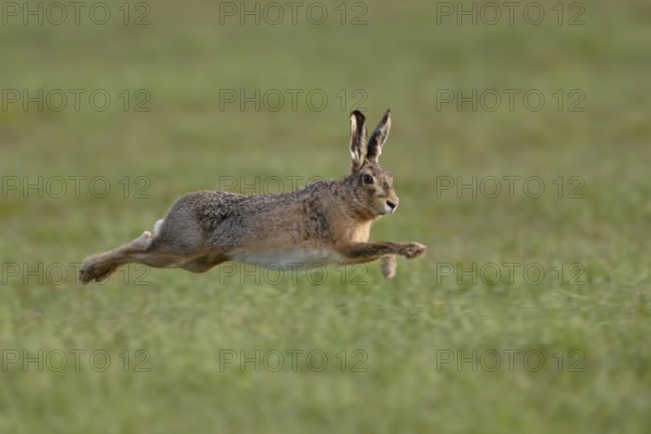 Leaping... European hare (Lepus europaeus) hunts in long, wide leaps across a meadow, native nature, Lower Rhine, Rhineland, Meerbusch, North Rhine-Westphalia, Germany, Western Europe