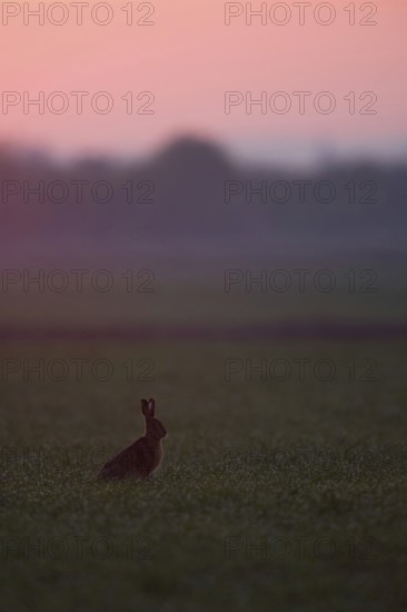 Dawn... European hare (Lepus europaeus) in the backlight far in front of sunrise on farmland, atmospheric picture, native nature, Lower Rhine, Rhineland, Rhine district Neuss, North Rhine-Westphalia, Germany, Western Europe
