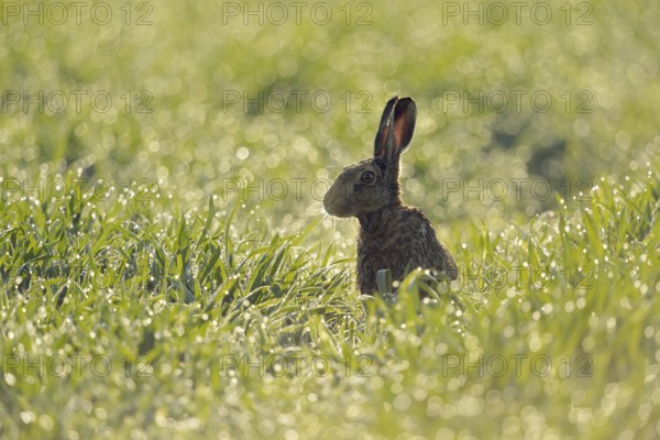 In a sea of light... European hare (Lepus europaeus) sits early in the morning on a field in young wheat, hundreds of dewdrops glitter and sparkle like diamonds on the grasses in the backlight, Lower Rhine, Rhineland, North Rhine-Westphalia, Germany, Western Europe