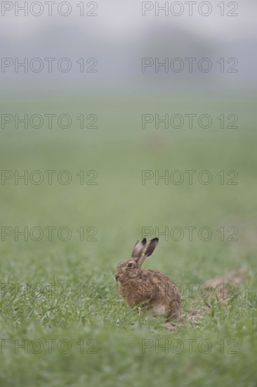 European hare (Lepus europaeus) sitting relaxed in a field in its typical environment early in the morning, threatened by hare plague, small game, native nature on the Lower Rhine, Rhineland, North Rhine-Westphalia, Germany, Western Europe