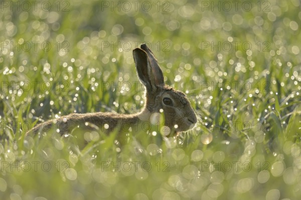 Bunny in the meadow... European hare (Lepus europaeus) early in the morning in the dewy grass of a young wheat field, dewdrops sparkle like diamonds in the early backlight, small game, threatened by the hare plague, native nature on the Lower Rhine, Rhineland, North Rhine-Westphalia, Germany, Western Europe
