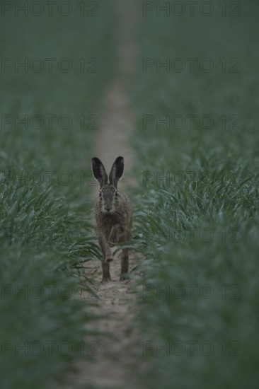 In the dark... Brown hare (Lepus europaeus), hare running through a lane in the field directly towards the camera early in the morning at dusk, glittering dewdrops hanging from the tips of the grasses around it, funny picture, small game, native nature in the Lower Rhine region, Rhineland, North Rhine-Westphalia, Germany, Western Europe