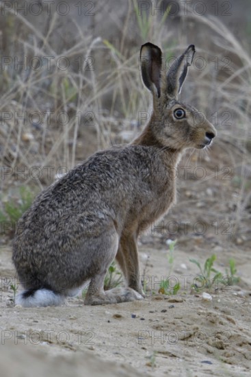 Watchful gaze... European hare (Lepus europaeus), adult hare photographed at eye level in a sand pit, all the typical characteristics of a hare can be seen in the picture, small game, native nature in the Lower Rhine region, Rhineland, North Rhine-Westphalia, Germany, Western Europe