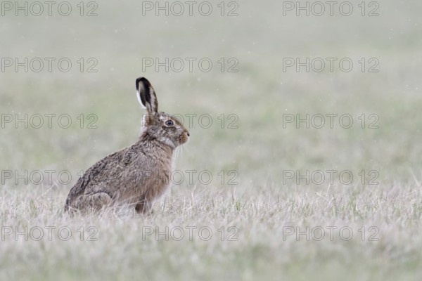 First snowflakes... European hare (Lepus europaeus) in winter on the meadows on the Lower Rhine, typical, generally popular wild animal, which stands for nature on meadows and fields like hardly any other, huntable species, belongs to the small game, early morning light, soft colours, native nature on the Lower Rhine, Rhineland, North Rhine-Westphalia, Germany, Western Europe