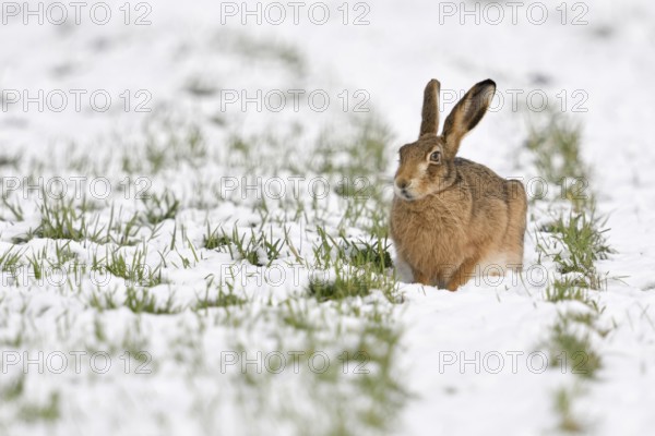 Winter... European hare (Lepus europaeus), hare crouching in the snow in a field on the Lower Rhine, its thick, long-haired winter coat protects it from the coldWinter hare, native nature on the Lower Rhine, Rhineland, North Rhine-Westphalia, Germany, Western Europe