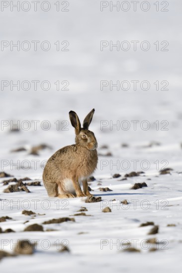 Good bunny... European hare (Lepus europaeus) on a field in the snow, native nature on the Lower Rhine, Rhineland, North Rhine-Westphalia, Germany, Western Europe
