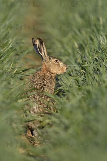 In the rain-soaked grain... Brown hare (Lepus europaeus) sitting in the lane of a cereal field, small game, threatened by hare plague, native nature in the Lower Rhine region, Rhineland, North Rhine-Westphalia, Germany, Western Europe