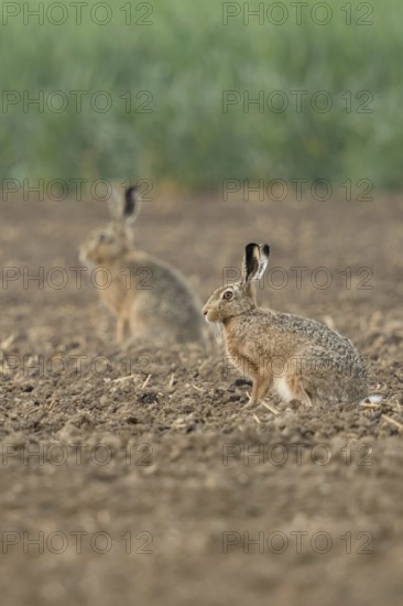 Two of them... Brown hare (Lepus europaeus) in a field on the Lower Rhine, belongs to the small game, threatened by the hare plague, native nature on the Lower Rhine, Rhineland, North Rhine-Westphalia, Germany, Western Europe