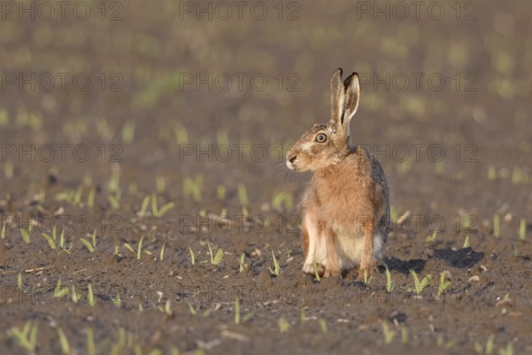 Irritated look... European hare (Lepus europaeus) sitting in the evening light on a freshly cultivated field, funny, expressive picture, native nature on the Lower Rhine, Rhineland, North Rhine-Westphalia, Germany, Western Europe