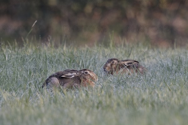 Resting in the grass... European hare (Lepus europaeus), two hares lying crouched and with ears laid back in the dew-covered early morning grass of a meadow, native nature in the Lower Rhine region, Rhineland, North Rhine-Westphalia, Germany, Western Europe
