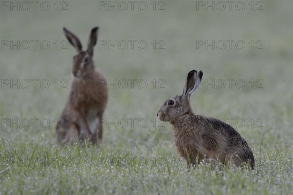 Two in a wet field... Brown hares (Lepus europaeus), hares sit next to each other in a meadow, are normally rather solitary, maybe it is a pair, couple, small game, threatened by the hare plague, native nature, Lower Rhine, Rhineland, Meerbusch, North Rhine-Westphalia, Germany, Western Europe