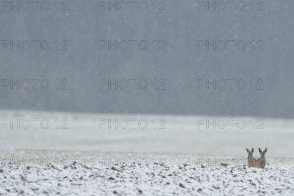 Two brown hares (Lepus europaeus) sitting next to each other in a field in winter during snowfall, pricking up their ears, waiting for better weather, native wildlife, funny animals, wildlife, native nature, Lower Rhine, Rhineland, Meerbusch, North Rhine-Westphalia, Germany, Western Europe