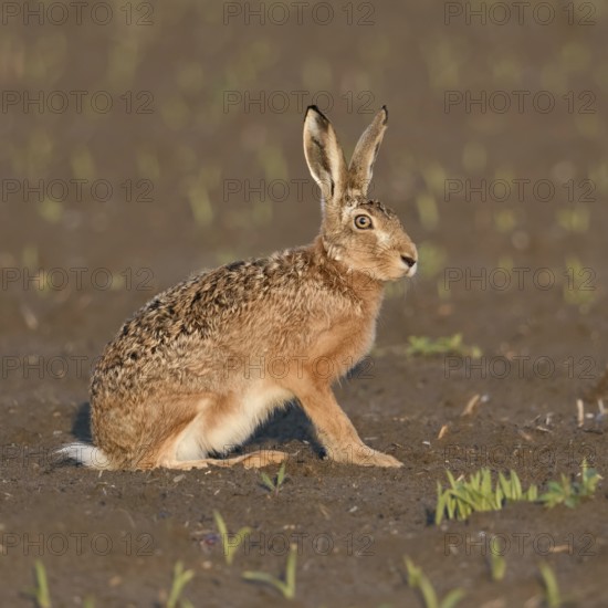 In the evening light... European hare (Lepus europaeus), adult, sits in the early morning light on a freshly tilled field in the absence of cover, is alert and ready to pounce when danger threatens, belongs to the small game, threatened by hare plague, native nature in the Lower Rhine region, Rhineland, North Rhine-Westphalia, Germany, Western Europe