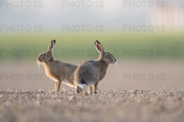 Hares in the field... Brown hares (Lepus europaeus) in a typical agricultural environment, sitting without cover on a freshly cultivated field, looking around attentively, low shooting perspective for a particularly appealing image impression, small game, threatened by hare plague, Lower Rhine, Rhineland, Meerbusch, North Rhine-Westphalia, Germany, Western Europe