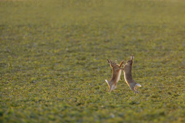 Brown hare, hare (Lepus europaeus), pair of hares at mating time, mating season, two hares fighting, boxing with each other, standing upright on their hind legs facing each other, early morning light, Lower Rhine, Rhineland, Meerbusch, North Rhine-Westphalia, Germany, Western Europe