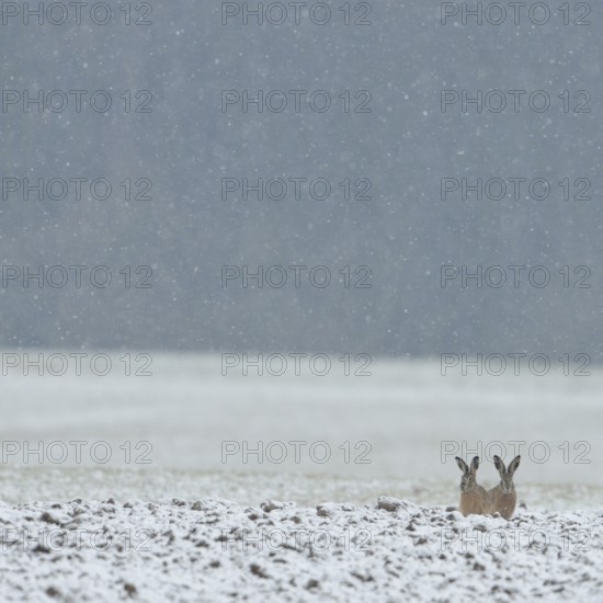 Two brown hares (Lepus europaeus) sitting next to each other in a field in winter during snowfall, pricking up their ears, waiting for better weather, native wildlife, funny animals, wildlife, native nature, Lower Rhine, Rhineland, Meerbusch, North Rhine-Westphalia, Germany, Western Europe