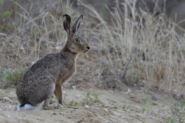 Attentive look... Brown hare (Lepus europaeus), adult hare photographed at eye level in a sand pit, all the typical characteristics of a hare can be seen in the picture, small game, native nature in the Lower Rhine region, Rhineland, North Rhine-Westphalia, Germany, Western Europe
