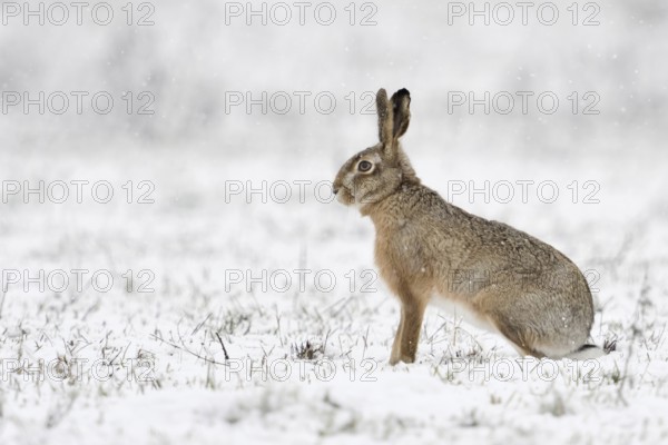 European hare (Lepus europaeus) sitting upright in winter with light snowfall in a meadow on the Lower Rhine, side view, typical, generally popular and well-known animal species, character species that stands for nature on meadows and fields like hardly any other, huntable species, belongs to the small game, native nature on the Lower Rhine, Rhineland, North Rhine-Westphalia, Germany, Western Europe