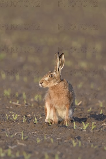 Irritated look... European hare (Lepus europaeus) sitting in the evening light on a freshly cultivated field, funny, expressive picture, native nature on the Lower Rhine, Rhineland, North Rhine-Westphalia, Germany, Western Europe