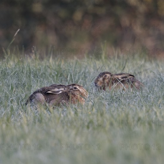 Resting in the grass... European hare (Lepus europaeus), two hares lying crouched and with ears laid back in the dew-covered early morning grass of a meadow, native nature in the Lower Rhine region, Rhineland, North Rhine-Westphalia, Germany, Western Europe