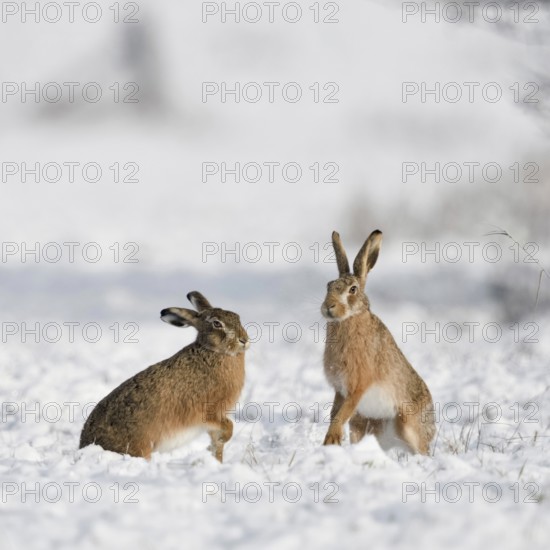Dance of the hares... European hare (Lepus europaeus), two hares are mating in the snow, mating season, beginning of the mating season, female hare in heat, testing the strength, dexterity and speed of the male hare, native nature, Lower Rhine, Rhineland, North Rhine-Westphalia, Germany, Western Europe