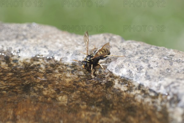 Domestic field wasp (Polistes dominula), water, drinking, macro, birdbath, When it is very hot, the field wasps take water from the water trough