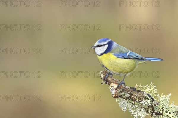 Blue tit (Parus caeruleus), sitting on a branch overgrown with reindeer lichen (Cladonia rangiferina), Wilnsdorf, North Rhine-Westphalia, Germany