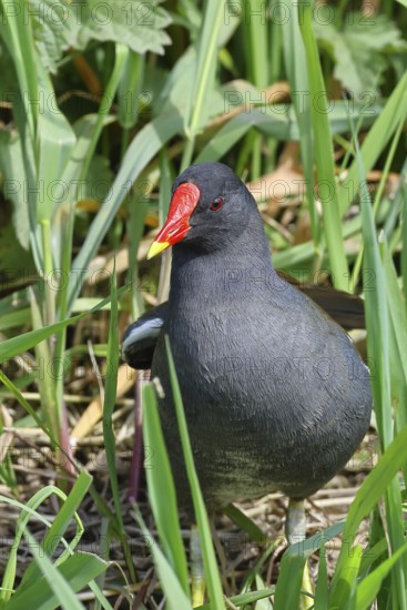 Moorhen (Gallinula chloropus), in the reeds on the bank of a moor ditch, Ochsenmoor, Dümmer See, Hüde, Lower Saxony, Germany