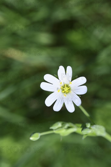 Greater stitchwort (Stella holostea), flowering in the forest, close-up, spring, Wilnsdorf, North Rhine-Westphalia, Germany