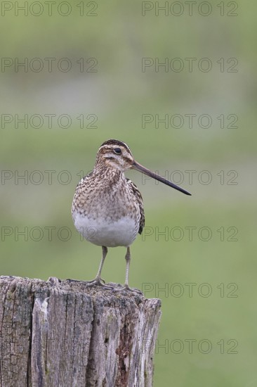 Snipe (Gallinago gallinago), standing on fence post of a pasture, on moorland, snipe birds, wildlife, nature photography, Ochsenmoor, Naturpark Dümmer See, Hüde, Lower Saxony, Germany