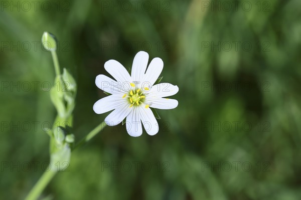Greater stitchwort (Stella holostea), flowering in the forest, close-up, spring, Wilnsdorf, North Rhine-Westphalia, Germany