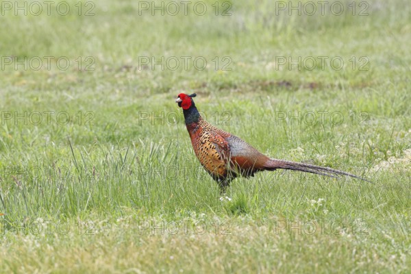 Pheasant, hunting pheasant (Phasianus colchicus), adult male bird in a meadow, wildlife, Lembruch, Ochsen Moor, Dümmer nature park Park, Lower Saxony, Germany