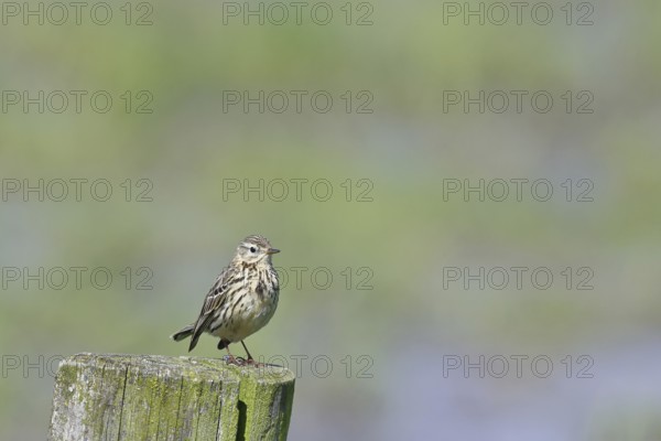 Meadow pipit (Anthus pratensis), on a pasture fence post, Ochsenmoor, Dümmer See, Hüde, Lower Saxony, Germany