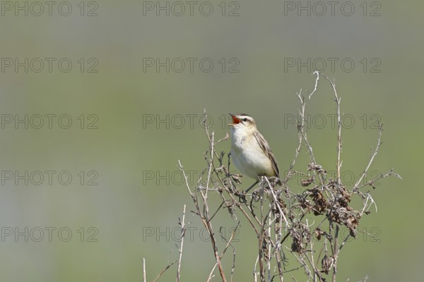 Reed warbler (Acrocephalus schoenobaenus) sits singing in a shrub in its natural environment, Wildlife, Lembruch, Ochsen Moor, Dümmer nature park Park, Lower Saxony, Germany