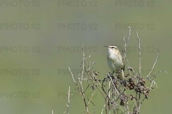 Reed warbler (Acrocephalus schoenobaenus) sitting in a shrub in its natural environment, Wildlife, Lembruch, Ochsen Moor, Dümmer nature park Park, Lower Saxony, Germany