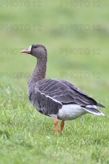 White-fronted goose (Anser albifrons), standing in a meadow in the wintering area, wildlife, Bislicher Insel nature reserve, Xanten, Lower Rhine, North Rhine-Westphalia, Germany
