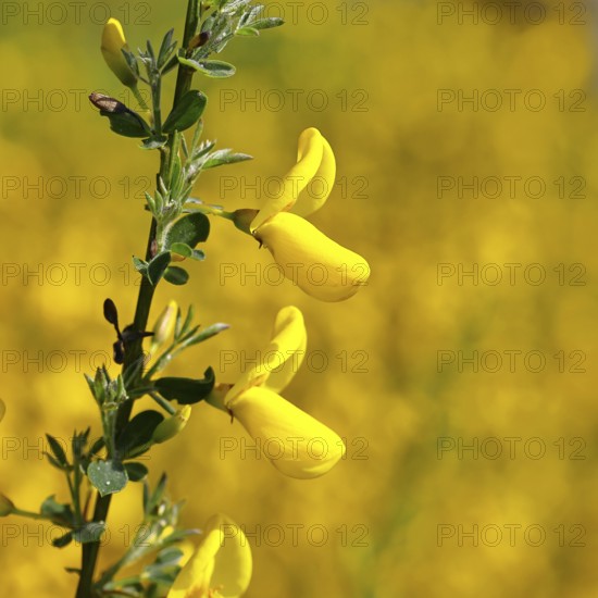 Gorse (Genista), branch with yellow flowers, North Rhine-Westphalia, Germany