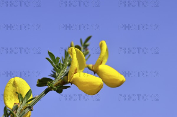 Flower of broom, common broom (Cytisus scoparius), yellow flowers in front of a blue sky, Wilnsdorf, North Rhine-Westphalia, Germany