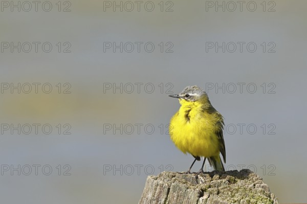 Yellow wagtail, yellow wagtail (Motacilla flava), on a pasture fence post, Dümmer, Lake Dümmer, Ochsenmoor, Hüde, Lower Saxony, Germany