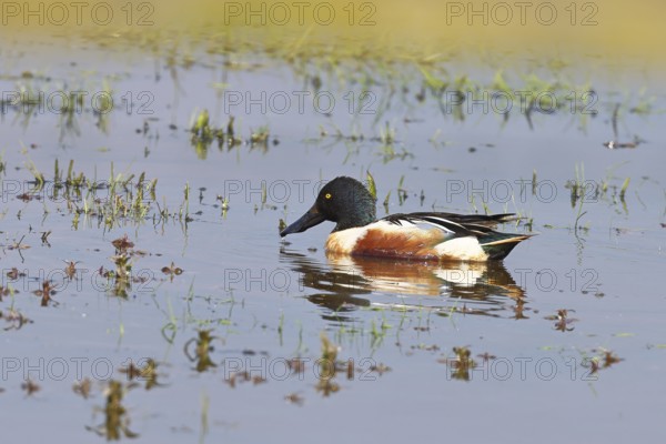 Shoveler (Anas clypeata), drake, male on a wet meadow, Ochsenmoor, Dümmer, Lemförde, Lower Saxony, Germany