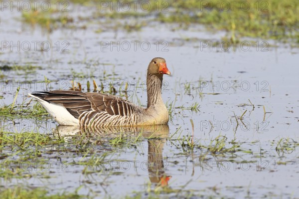 Grey goose (Anser anser) on a moor, Dümmer, Lake Dümmer, Ochsenmoor, Hüde, Lower Saxony, Germany