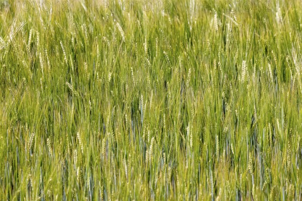 Grain field with barley in early summer on the Swabian Alb. Merklingen, Baden-Württemberg, Germany