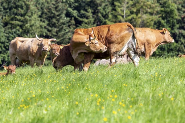Pasture with cattle and young animals on the Swabian Alb. Amstetten, Baden-Württemberg, Germany