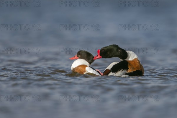 Stay here... Shelduck (Tadorna tadorna) during copulation, mating, drake rides up on the goose, pushes it under water, holding on to its head with its beak, native nature, North Holland, Netherlands, Western Europe