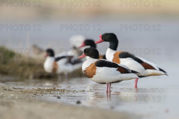 A whole flock... Shelduck (Tadorna tadorna) resting in shallow water on the shore of a sandbank in a polder (inland water behind the dike), native nature, North Holland, Netherlands, Western Europe
